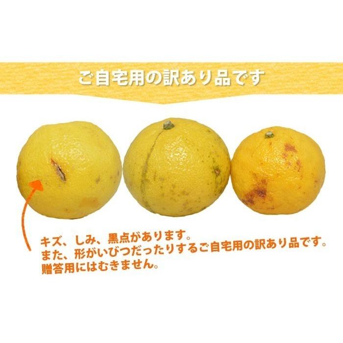 みかん  訳あり はるか 熊本県産 10kg箱込 内容量9kg 補償分500g みかん ミカン 蜜柑