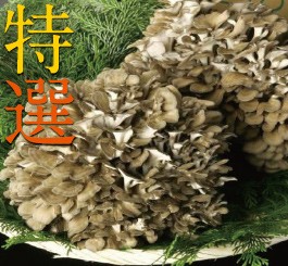 妙義 ナバファーム 舞茸 （ まいたけ ）2株（約1kg）