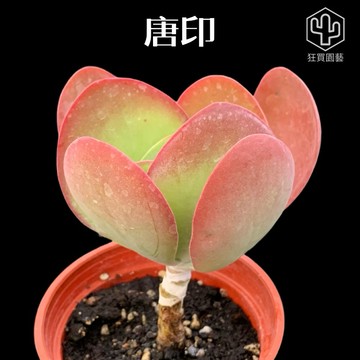 [狂買園藝] 多肉植物 唐印 3寸盆 🧨越曬越紅 /景天科/小品盆栽/送禮小物/婚禮小物