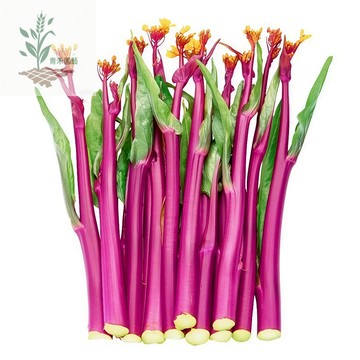 青禾園藝（芸薹種子） 早熟油菜薹種子 盆栽 庭院 陽台四季種植 蔬菜種子 早熟紅油菜苔 青菜 菜心種子#台灣自留種