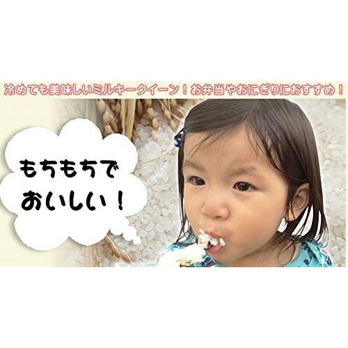 千葉県産 無洗米 ミルキークイーン 10kg [5kg×2] 令和5年産 向後米穀