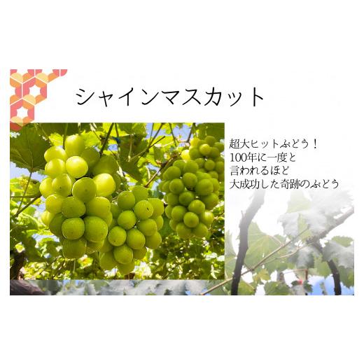 ふるさと納税 山梨県 南アルプス市 5-41 朝採れ！シャインマスカット2kg