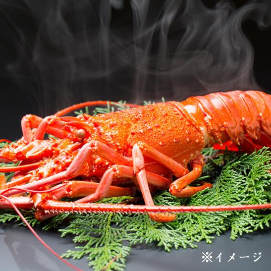 天然伊勢海老活〆ボイル冷凍　250g×２尾