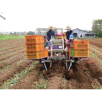 ふるさと納税 かすみがうら市 かすみがうら市産　さつまいも(紅はるか)約5kg