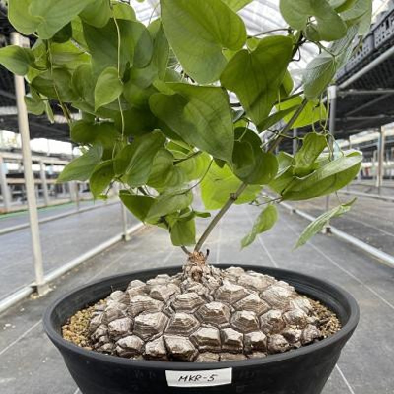 発根しました メキシコ 亀甲竜 - 植物/観葉植物