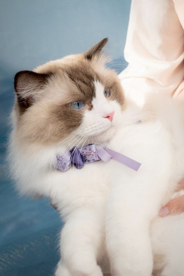 小淘氣紫櫻圖騰緞帶蝴蝶結毛孩頸圈