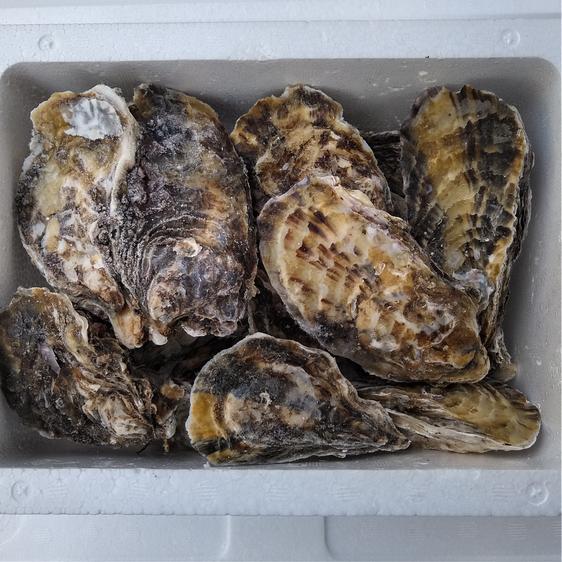 魚介類 牡蠣 牡蠣 殻付き牡蠣 殻付き 松島牡蠣屋 ＭＩＸ ３ｋｇ冷凍便 産地直送