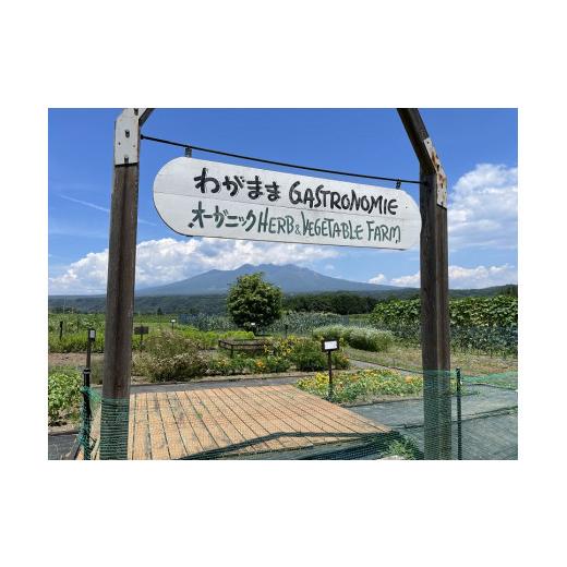 ふるさと納税 山梨県 北杜市 無農薬大玉白菜　1個　山梨県北杜市白州産