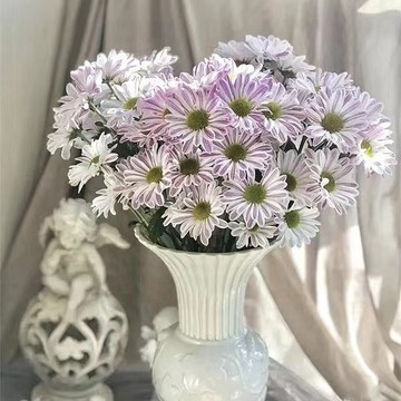 綠色家園|台灣現貨現發 斑紋菊 多款顏色可選 四季易種活 多年生 陽臺庭院盆栽種植