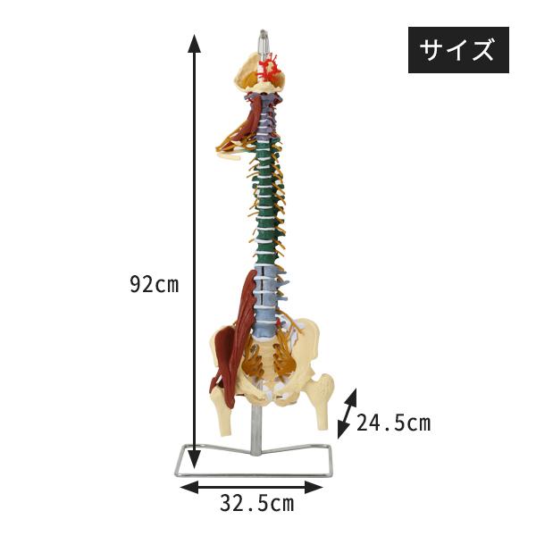 7ウェルネ 脊椎模型 人体模型 主要筋 靭帯 神経 血管 付 実物大 骨格模型 骨格標本 骨模型 骸骨模型 人骨模型 骨格モデル 人体モデル