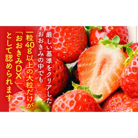 ふるさと納税 宮崎県産 イチゴ おおきみDX 2パック(18粒) いちご 苺 果物 期間・数量限定 宮崎県宮崎市