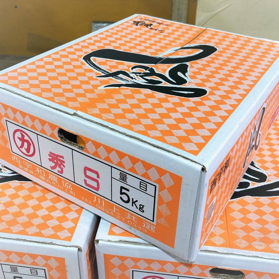 川上みかん 風 愛媛県産 約5kg S〜Mサイズ 贈答用 ギフト 送料込み