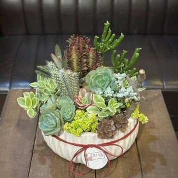 榮陞祝賀多肉盆栽/D312800-1/盆