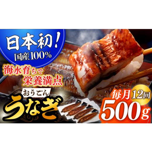 ふるさと納税 長崎県 平戸市 ＜全12回定期便＞長崎県産おうごん うなぎ 計6.0kg（約500g×12回） 平戸市 ／ 松永水産 [KAB143]