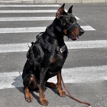 杜賓戰術嘴套防爆沖牽引訓練大狗口套德牧馬犬獵犬工作犬訓練裝備 m7183