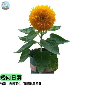 🌻【陽台小農最愛】矮向日葵種子 盆栽向日葵 迷你向日葵 新手必成 四季可播 快速開花 陽台庭院盆栽 蜜源植物 四季可種