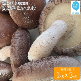 ☆採れたて新鮮定期便(１kg×３ヵ月)☆ 厳選！！新居浜産菌床生しいたけ １kgを毎月お届け！！(合計３回)