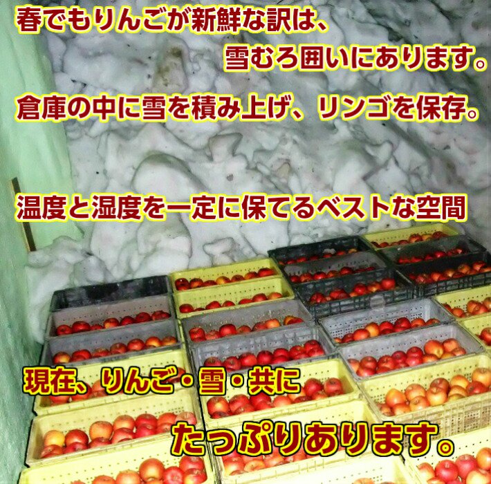 りんご サンふじ 訳あり 10Kg 送料無料 長野 減農薬 有機肥料栽培 葉取らず栽培 りんご 産地直送 甘い おいしい