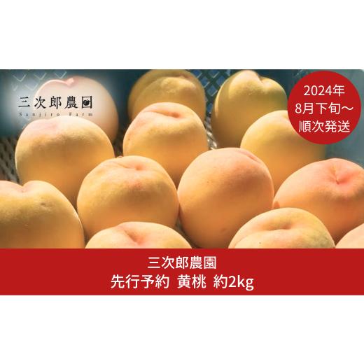 ふるさと納税 新潟県 三条市 先行予約 黄桃 約2kg（6玉入り） [2024年発送分]  贈答用 新潟県三条市産 桃（黄桃） [三次郎農園] 