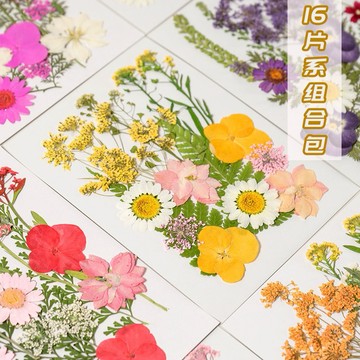 16片系列 中花包組合 真花壓花 永生花 森林系 少女寫真 壁畫 DIY水晶滴膠 乾燥花 植物標本