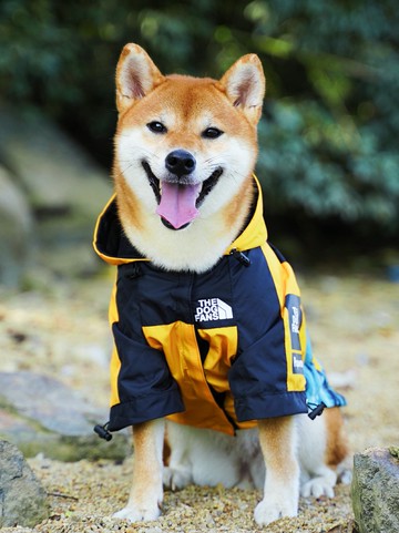 狗狗雨衣柴犬衣服潮牌沖鋒衣寵物中型犬防風防水透氣連帽柯基