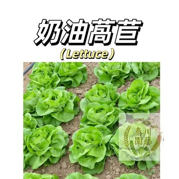 嘉義現貨（奶油萵苣種子WJ-13）甜脆羅曼~奶油生菜種子~.波斯頓生菜生吃四季高產盆栽半卷心萵苣蔬菜種子#葉菜類