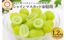  青森産シャインマスカット 「家庭用カップ入り」 約1.2kg (200g×6カップ)