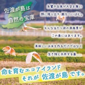 ふるさと納税  佐渡島産ミルキークイーン 玄米5Kg 特別栽培米 新潟県佐渡市