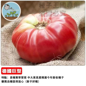 【牛排番茄種子】德國巨型番茄種子  肉質厚實多汁 切片生食沙拉 庭園陽台盆栽 巨型牛蕃茄 豐產種子
