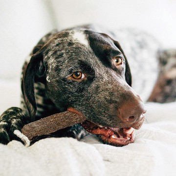 潔牙骨  森林史迪克2件組 (小中大型犬 / 3尺寸)  寵物玩具