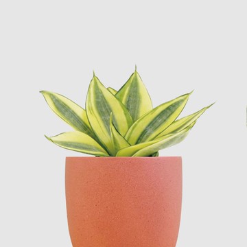 │ 霧陶系列 │ 黃金虎尾蘭 - 水耕 無土 懶人盆栽 室內植物  陶