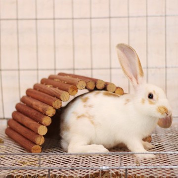 美國WARE兔子烏龜龍貓倉鼠熊類拱橋爬梯隧道隨意調節可咀嚼無樹皮