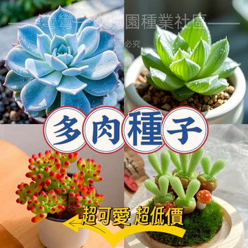 現貨💥多款多肉種子（250粒）多肉種子 超可愛多肉植物 生石花 特玉莲 吸財樹 小兔子超高發芽率 觀賞花卉種子