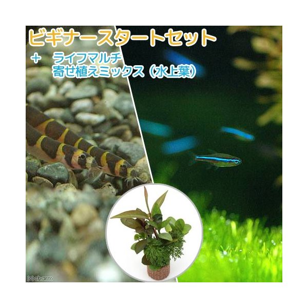 熱帯魚 水草 ビギナースタートセット グリーンネオンテトラ １０匹 クーリーローチ ３匹 北海道 九州航空便要保温 通販 Lineポイント最大0 5 Get Lineショッピング