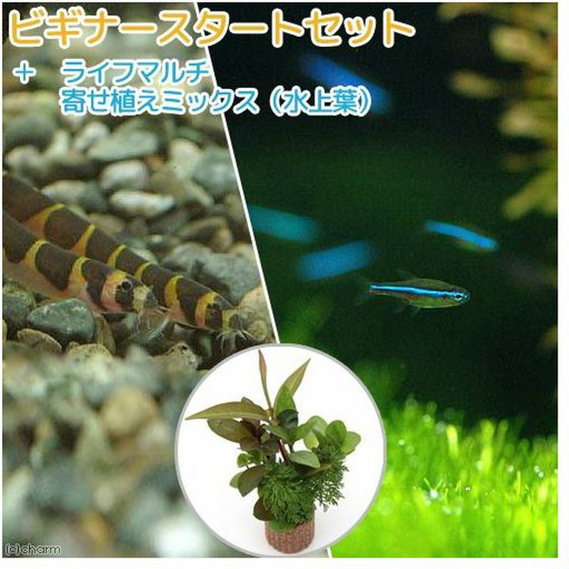 熱帯魚 水草 ビギナースタートセット グリーンネオンテトラ １０匹 クーリーローチ ３匹 北海道航空便要保温 通販 Lineポイント最大0 5 Get Lineショッピング