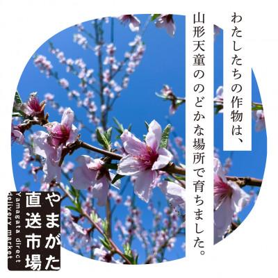 ふるさと納税 山形県 山形　もぎたて大玉秋姫(すもも)1.2kg