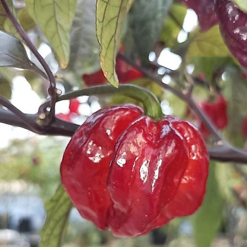 🌶️（獵戶座 辣椒種子）新種上市 （特辣）庭院陽台盆栽種植种子 植物長約 80 cm-100cm 紫色/深色植物種籽