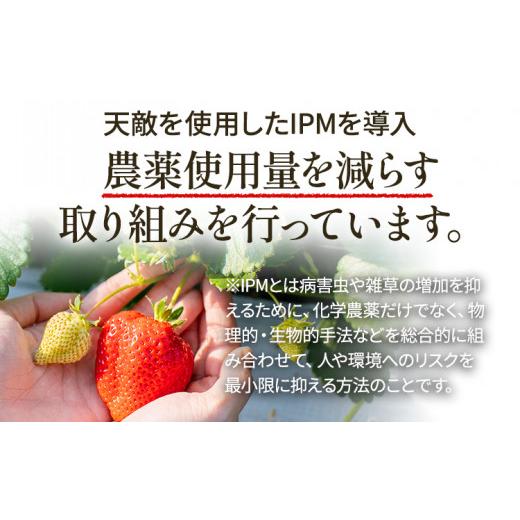 ふるさと納税 福岡県 田川市 福岡県田川市産 あまおう（8粒or粒9入り×2パック） いちご 苺