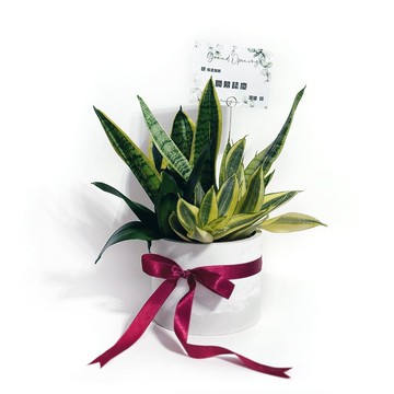 (預購) 開幕禮/升遷禮 客製虎尾蘭組盆五吋雙色水泥植栽 開幕盆栽