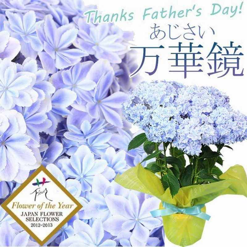 即日出荷 紫陽花 アジサイ 万華鏡 ラッピング付 鉢植え 鉢花 ギフトにも 通販 Lineポイント最大0 5 Get Lineショッピング