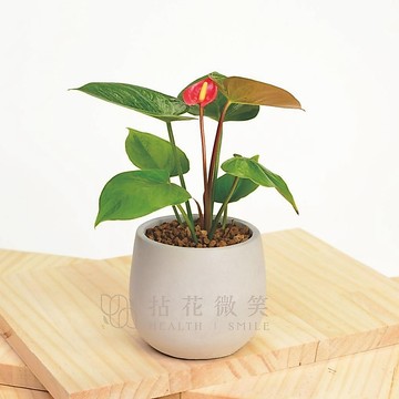 【拈花微笑】紅火鶴│3.5吋水泥盆│窗邊植物│新手植物│淨化空氣│招財植物│觀葉植物│質感盆栽