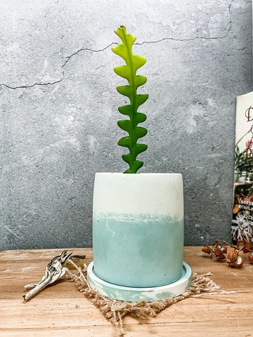 【水泥盆植栽】 鯊魚劍仙人掌/ 手作水泥盆 雙色盆