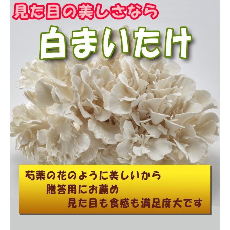 秋田華まいたけ　秋田県産　生まいたけ　1カブ