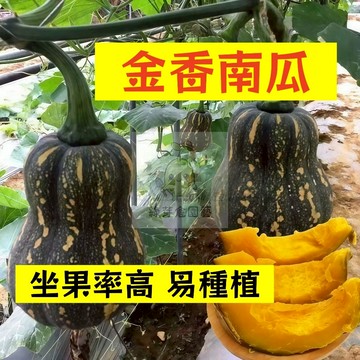 🌱早熟高產（金香南瓜種子NG-40）坐果率高 金瓜  易生長  四季高產 抗病抗旱易種植 高產爬藤蔬菜種子#果菜類