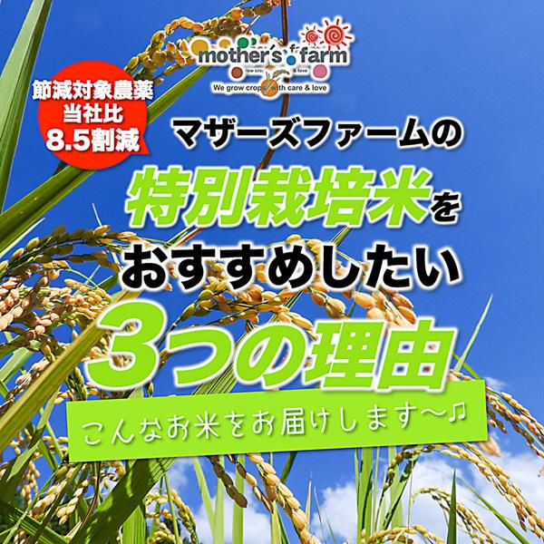 新米 無洗米 10kg コシヒカリ 白米 今ずり米 特別栽培米 令和5年産 兵庫県 但馬産 送料無料