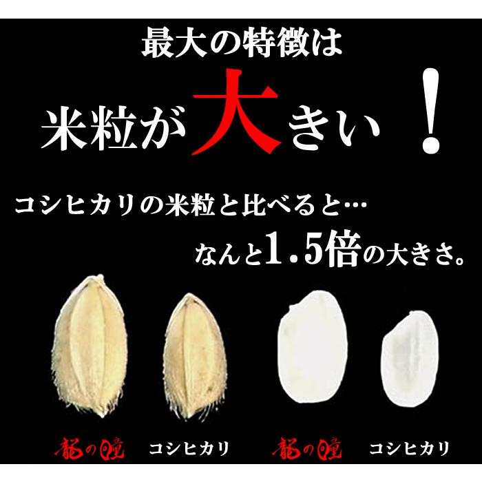 新米 龍の瞳 5kg 令和5年産 送料無料 (一部地域を除く)