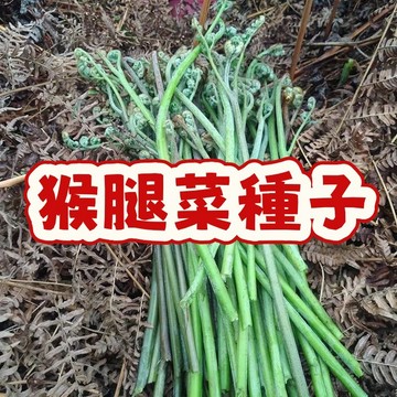山珍野味！限量現採原生猴腿菜種子｜臺灣稀有野菜 自家陽臺變身森林採集場｜鮮嫩口感宛如山間現摘 搶鮮收藏！