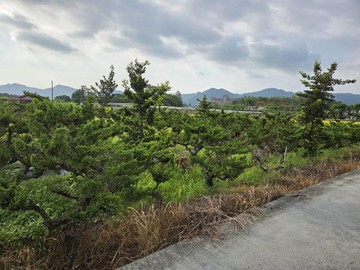美濃過路｜臨路闊面｜優質農地｜高雄市美濃區東合段