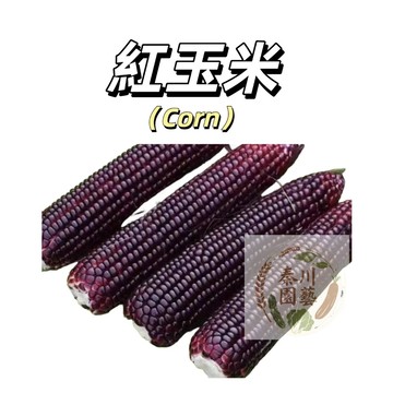 台灣現貨（紅玉米種子）超甜水果玉米 紅粘大棒玉米生吃四季播紅甜糯玉米香甜糯庭院農家盆栽@食用蔬菜種子