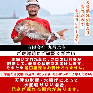 ふるさと納税 天然 真鯛 (約1.8-2kg・1枚) 直送 産直 漁師 魚 鮮魚 天然 マダイ 鯛 白身魚 獲れたて 刺身 煮つけ 塩焼き 冷蔵 豊後水道 鮮魚 大.. 大分県佐伯市